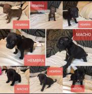 Vendo american stanfor