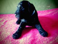 Se vende  cachorros de caniche gigante