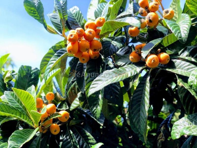 Casa Rural en venta en Camino Lomo Espino, Portada Verde-Lomo Espino-Guanche, Santa Brigida