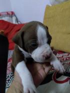 Cachorros de algo mas de mes