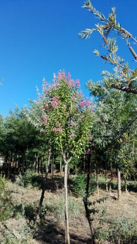 Venta de árboles para sombra