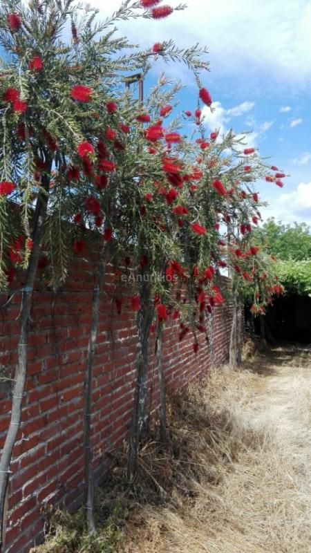 Venta de árboles para sombra