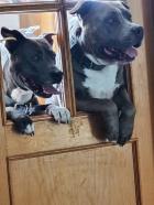 American Stanford Blues