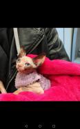 Vendo espectacular gata sphynx
