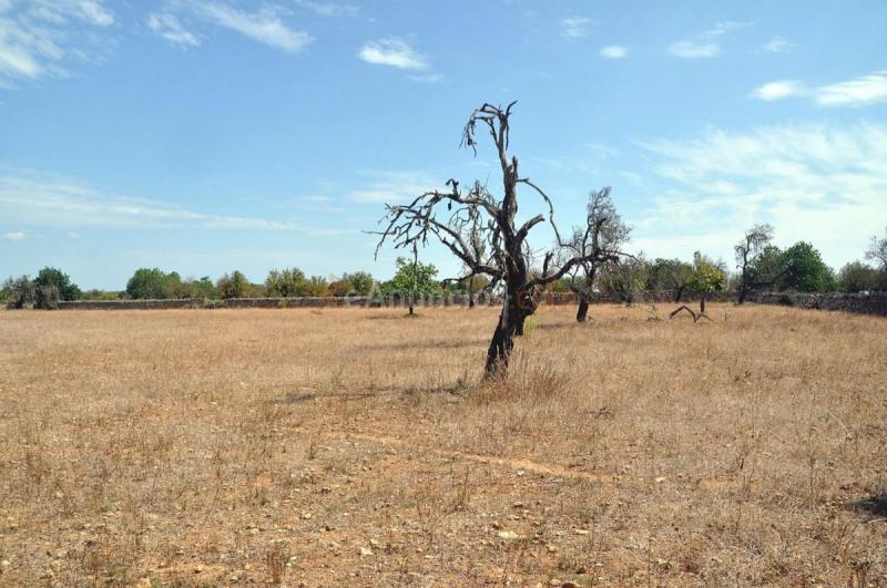 Casa Rural en venta en  Santa Margalida, Santa Margalida
