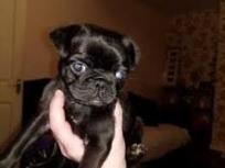 Bonito Carlino negro Cachorros