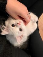 Azúcar gatitos persas de pura raza dulce