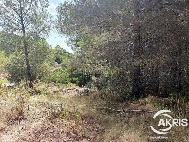 Parcela rústica, oportunidad en Benissa