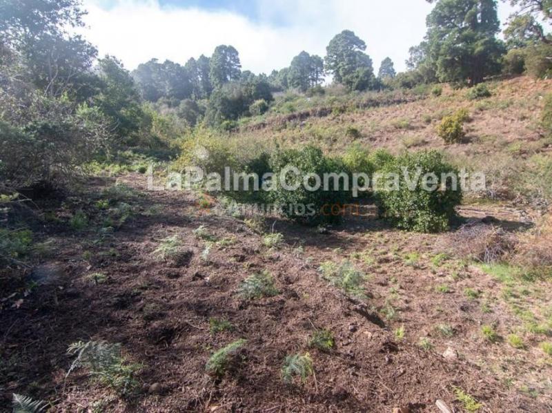 Suelo rústico en Venta en Roque Faro Santa Cruz de Tenerife