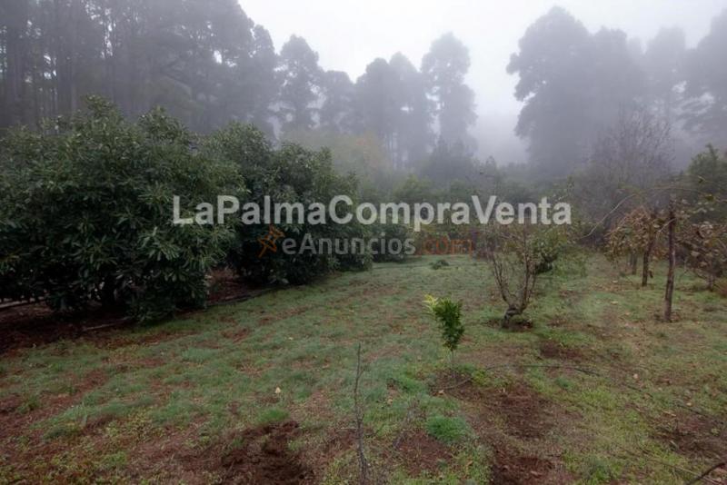 Suelo rústico en Venta en Roque Faro Santa Cruz de Tenerife
