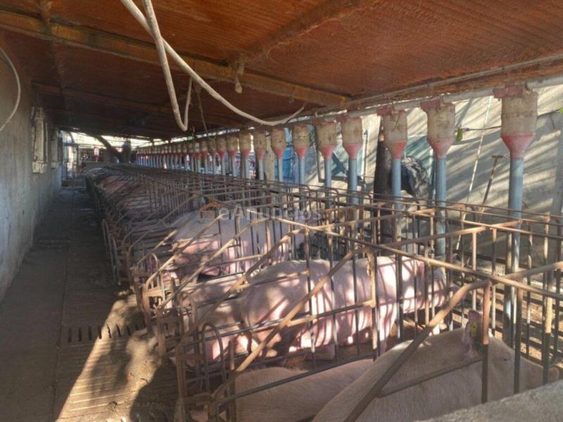 Granja en pleno funcionamiento cerca de Torreblanca