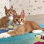 gatito maine coon macho y hembra