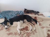 Se busca monta de Border Collie