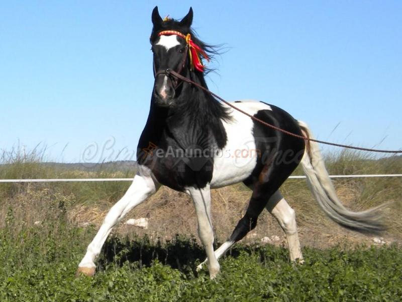 Casa de campo-Masía en Venta en Yecla Murcia