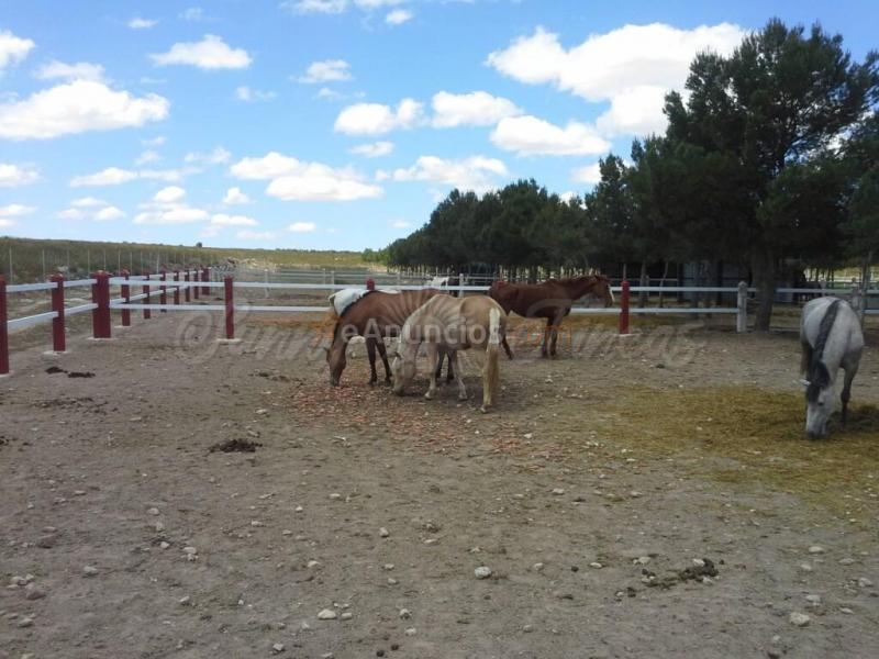 Casa de campo-Masía en Venta en Yecla Murcia