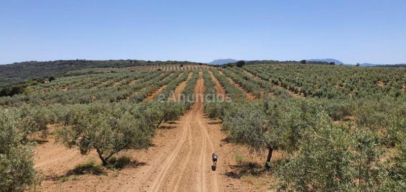 Venta finca Rustica con olivos