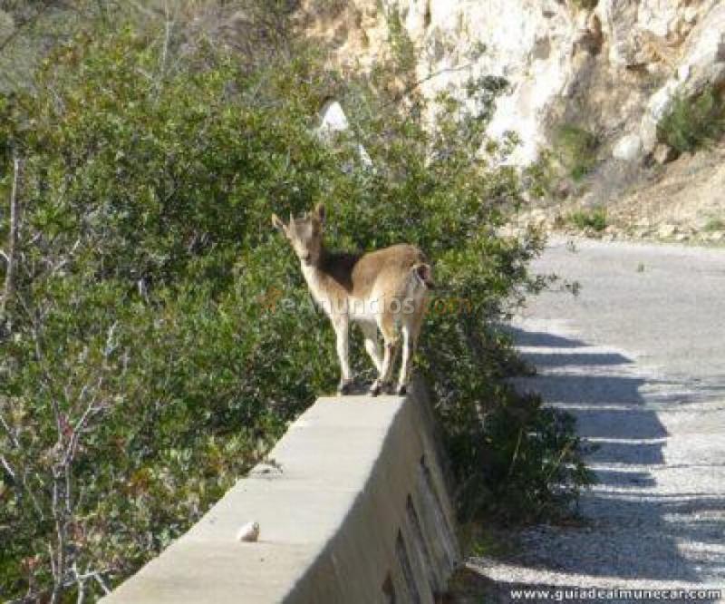 Terreno en venta en Almuñécar de 1100 m2