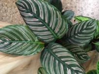 Socioa para tienda de plantas